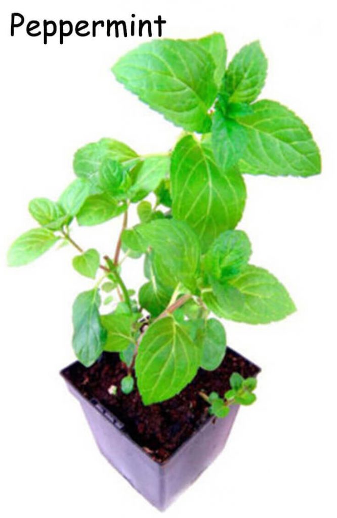 10 Fragrant Plants That Repel Mosquitoes Home Gardeners