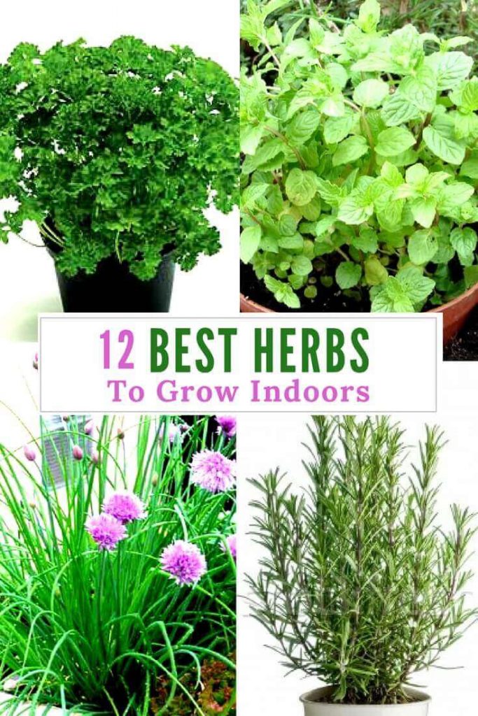 12 Best Medicinal Herbs Indoors [How to Grow]