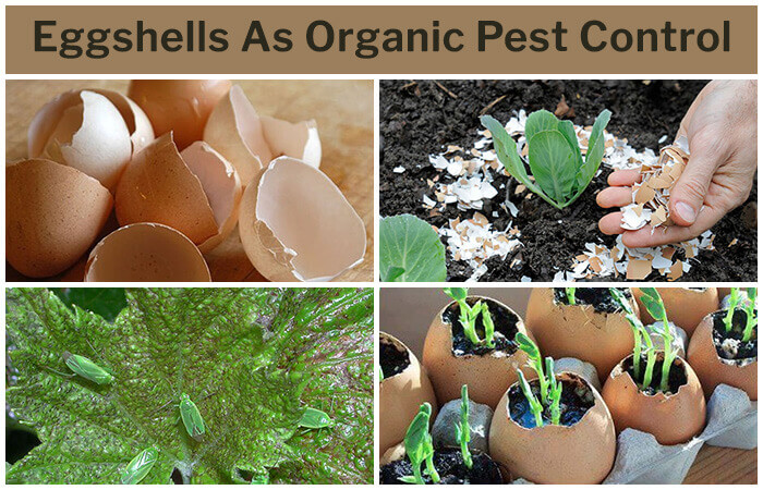 Eggshells As Organic Pest Control - Home Gardeners