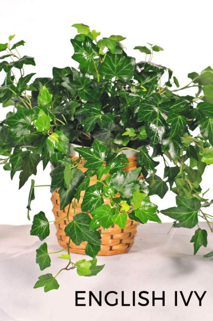 Best Plants To Keep In Your Bedroom To Help You Sleep Home Gardeners