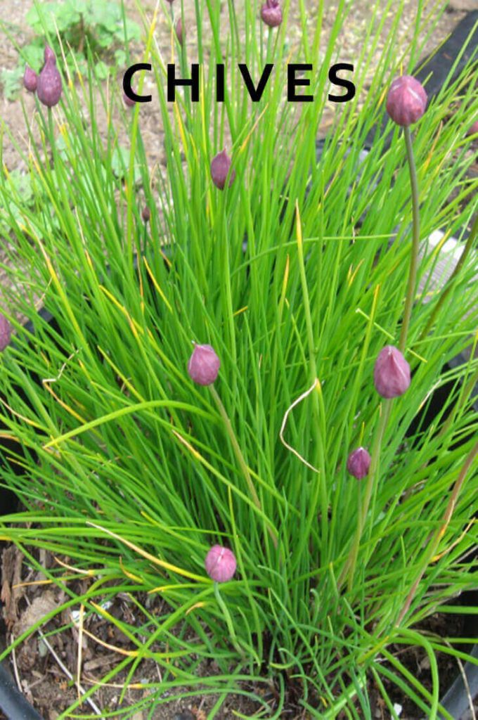 12 Best Medicinal Herbs Indoors [How to Grow]