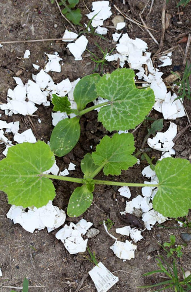 Eggshells As Organic Pest Control - Home Gardeners