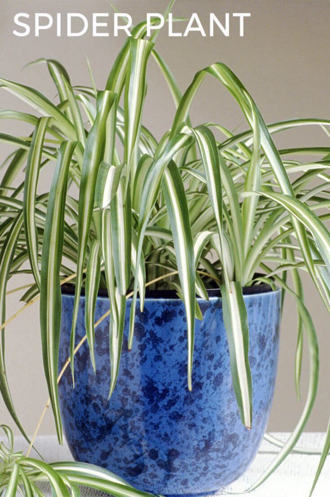 Best Plants To Keep In Your Bedroom To Help You Sleep Home Gardeners