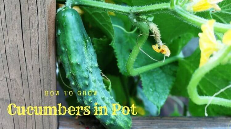 How to Grow Cucumbers in Pot | Growing Cucumbers in Containers - Home