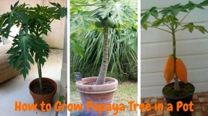 papaya grow in pot