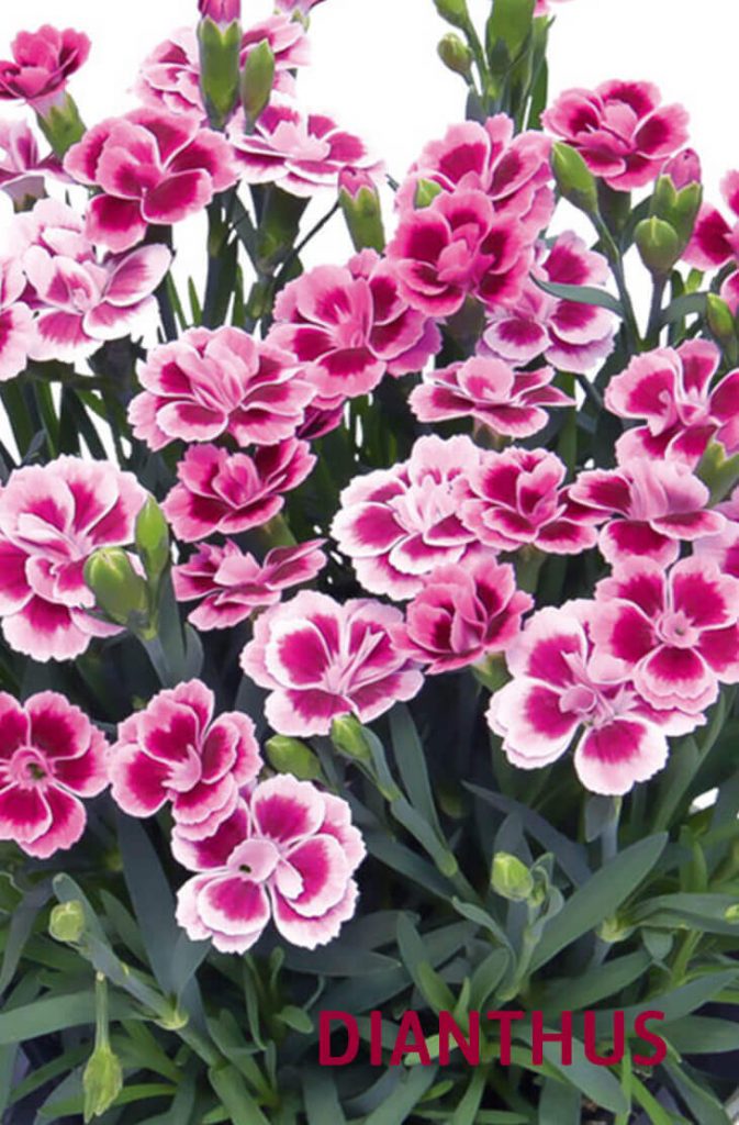 20 Best Beautiful Fragrant Flowers in the world Home Gardeners