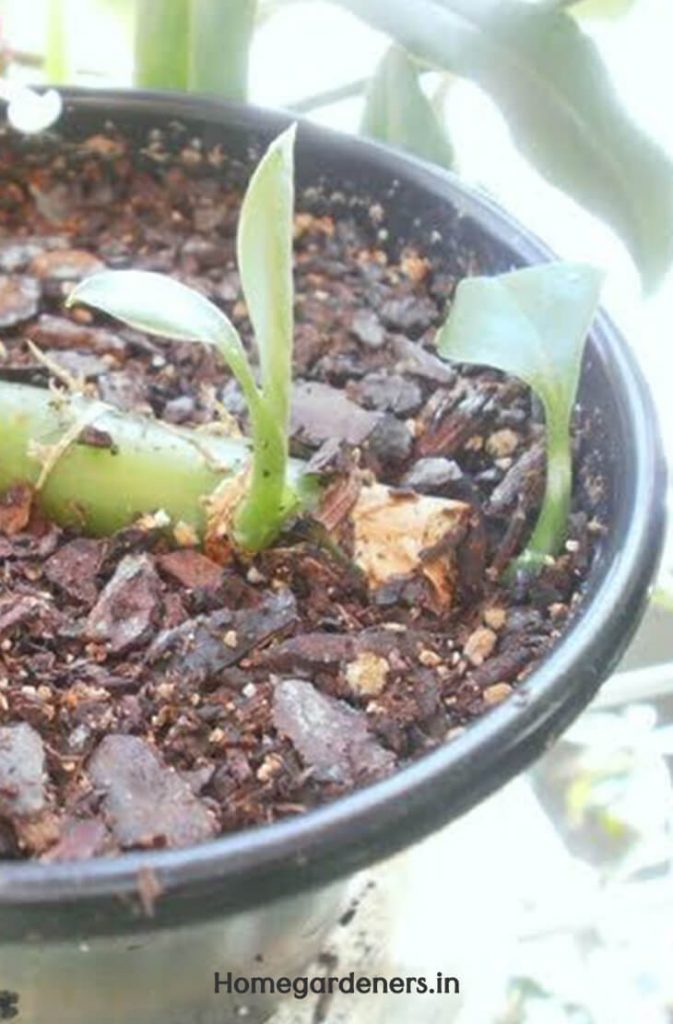 How Dumb Canes Can Help You Live a Better Life Home Gardeners