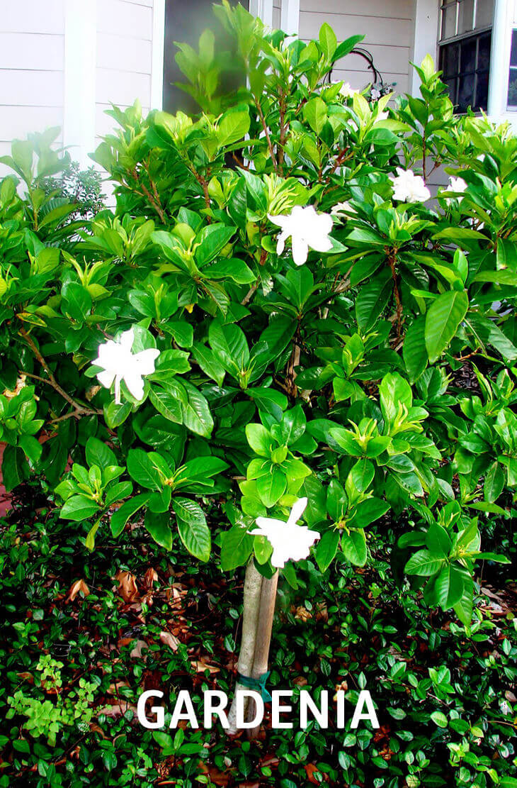 20 Best Beautiful Fragrant Flowers in the world