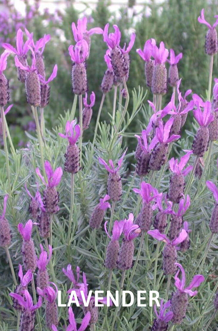 20 Best Beautiful Fragrant Flowers in the world
