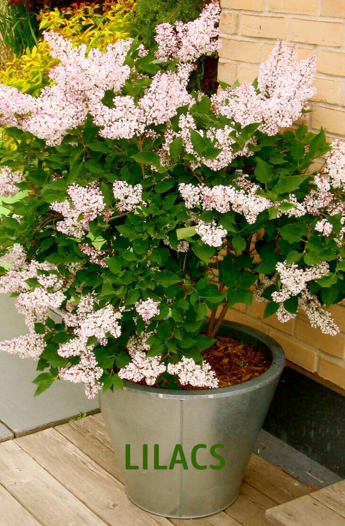 20 Best Beautiful Fragrant Flowers in the world Home Gardeners