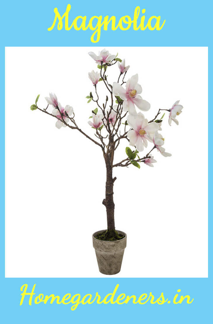 Best Evergreen Shrubs for Pots at Home