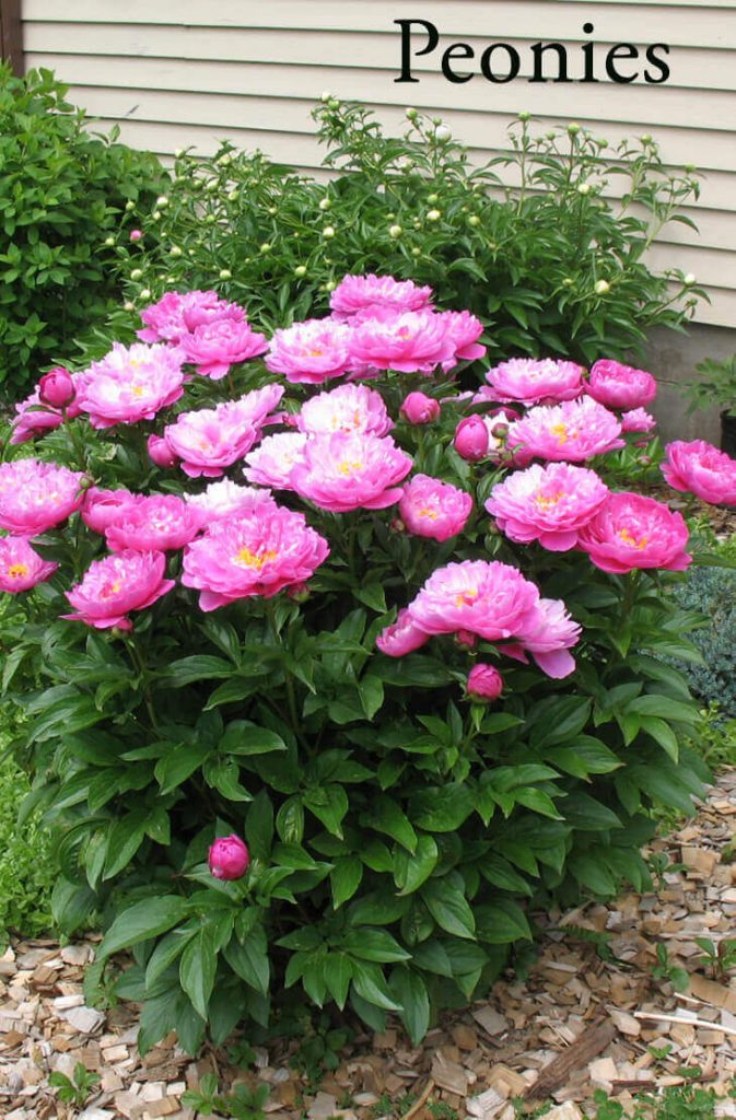 10 Best Perennial flowering plants for your Backyard Home Gardeners