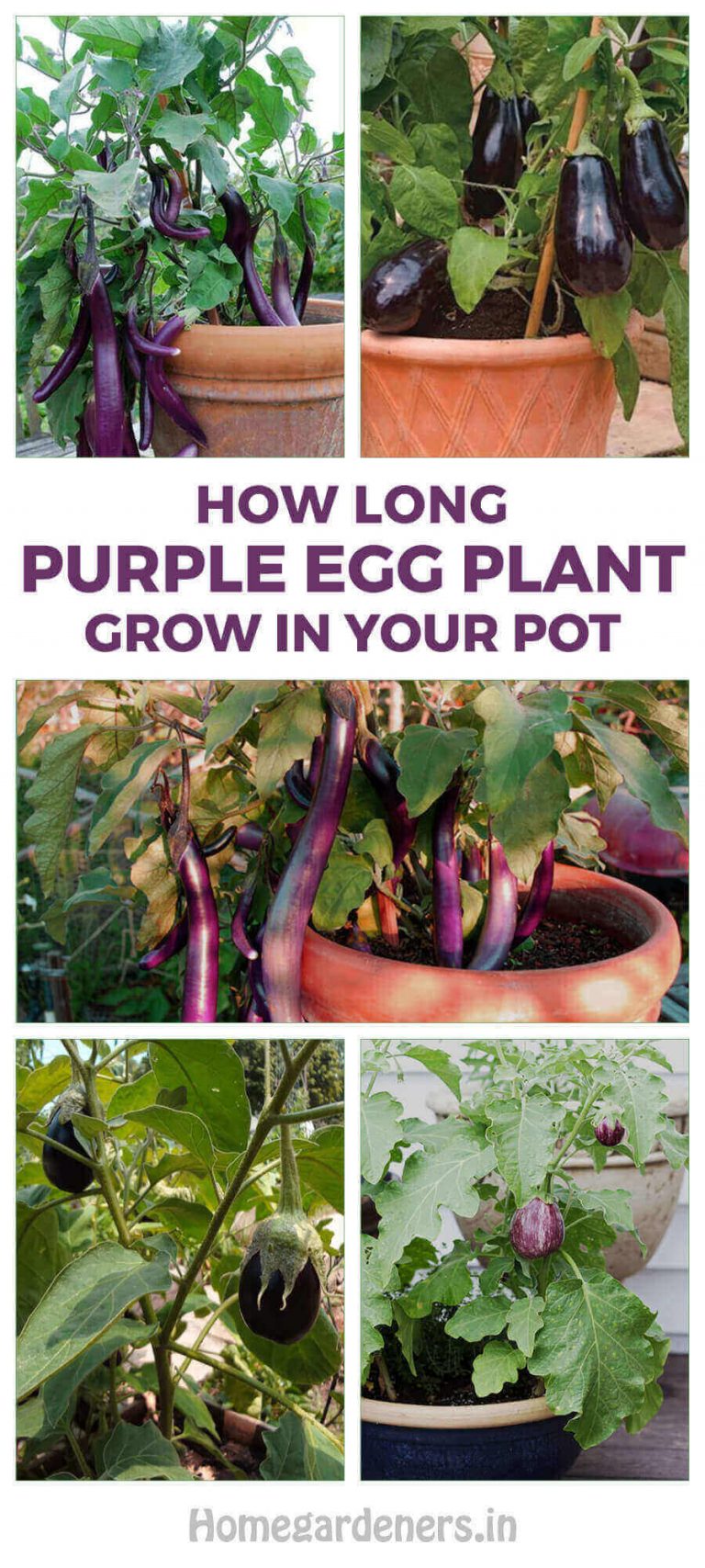 How Long Does Purple Eggplant Grow in Your Pot Home Gardeners