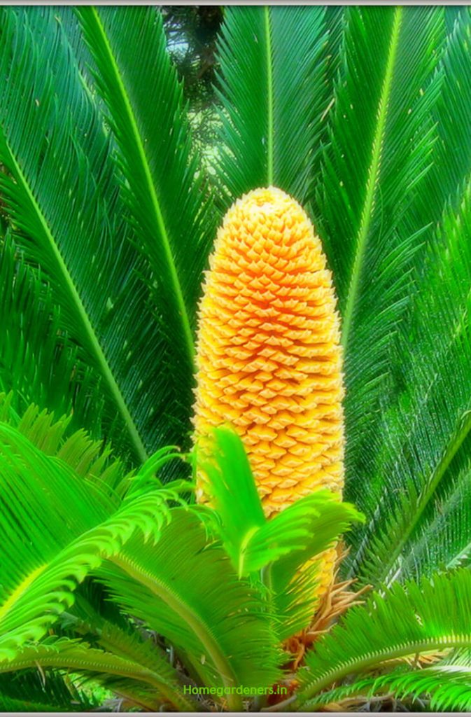 Easy way to Grow Heat Tolerance Sago Palms Home Gardeners