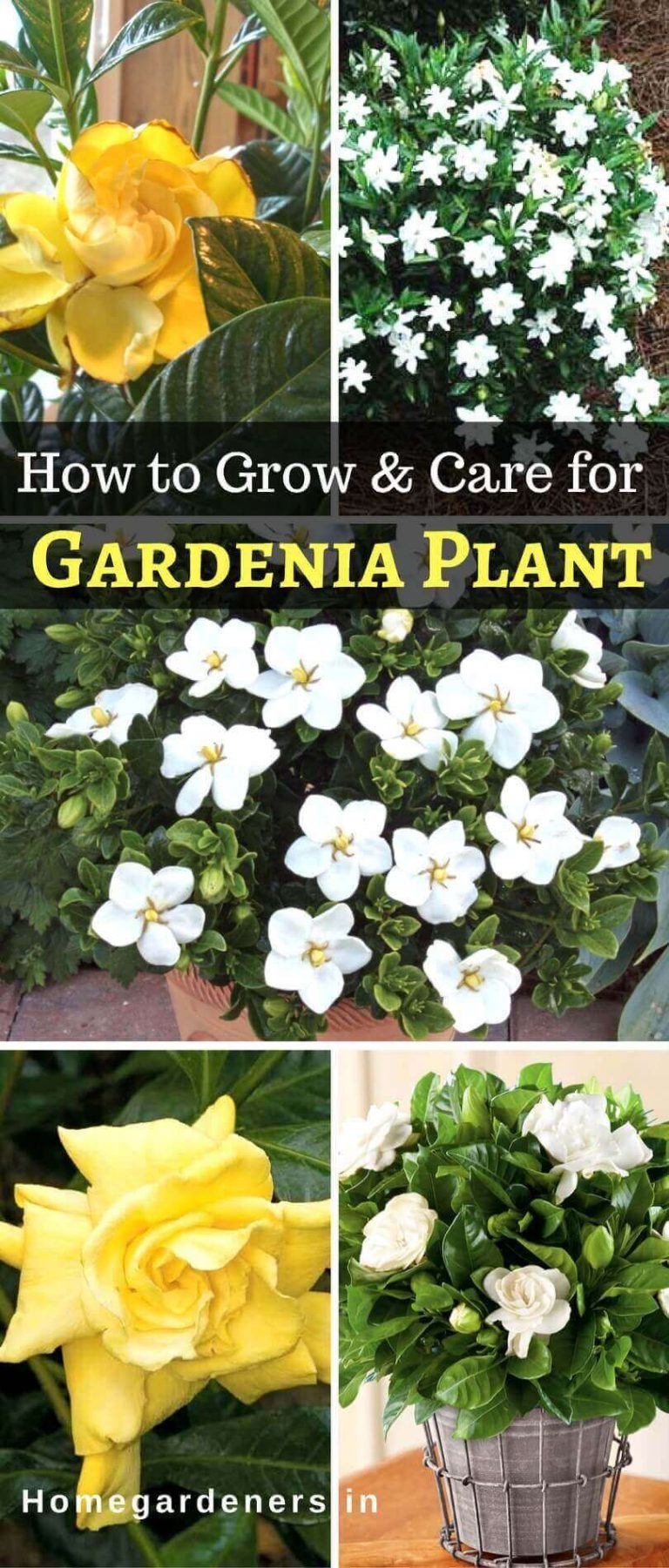 HOW TO PLANT AND CARE FOR A GARDENIA BUSH visual data 8