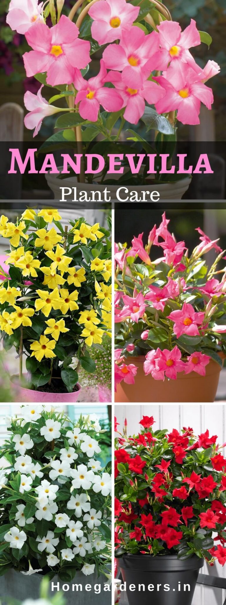 Rocktrumpet care How to grow and care for Mandevilla plant Home