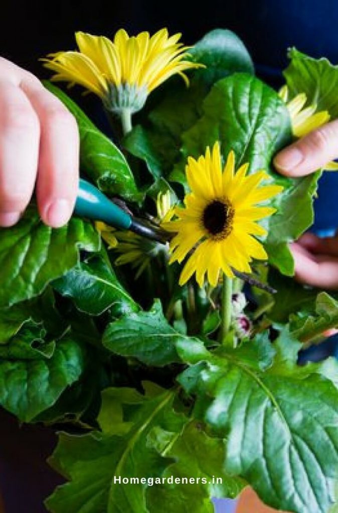 Gerbera Daisy Guide The Only Gerbera Daisy Resources You Will Ever