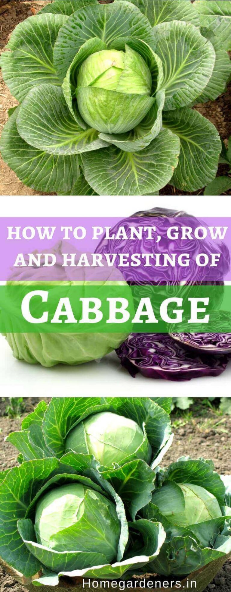 How to Plant, Grow, Harvest and Benefits of the Cabbage Home Gardeners
